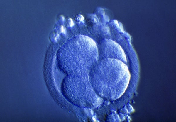 blue tinted four-cell embryo
