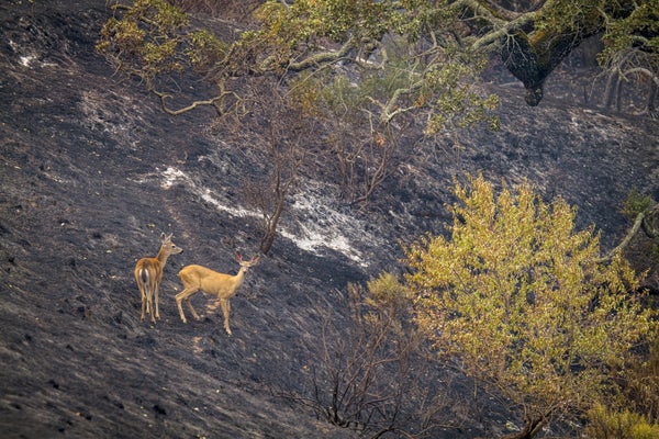 Deer in a burnt and fire damaged field.