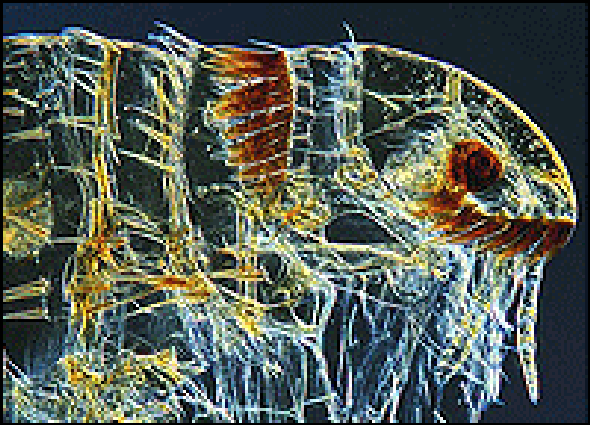 16 Mind-Blowing Microphotographs of Living Things