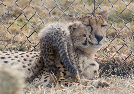 Using Assisted Reproduction to Save the Cheetah [Slide Show]