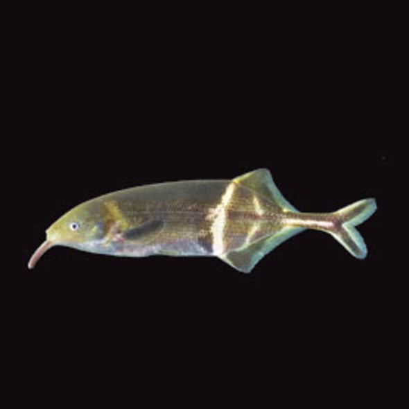 One Brainy Fish: Electric Fish from the Congo May Hold the Key to How We Move