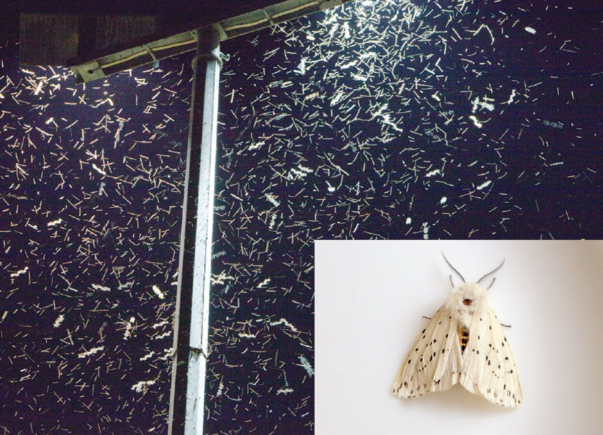 What's the best way to get rid of moths?, Consumer affairs