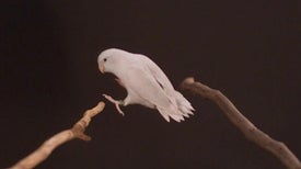 Watch This Parrotlet Nail a Long Jump