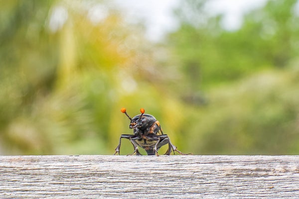 A small orange and black beetle peeks over a wooden rail.