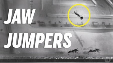 These Ants Jump with Their Jaws
