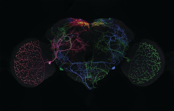 See an Amazingly Detailed Map of the Fruit Fly Brain
