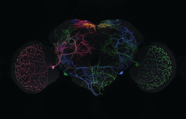 Image mapping a fruit fly's brain.
