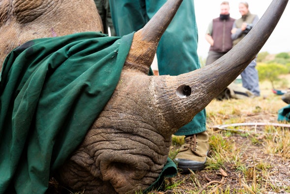 Rhino Poachers Prosecuted Using DNA Database
