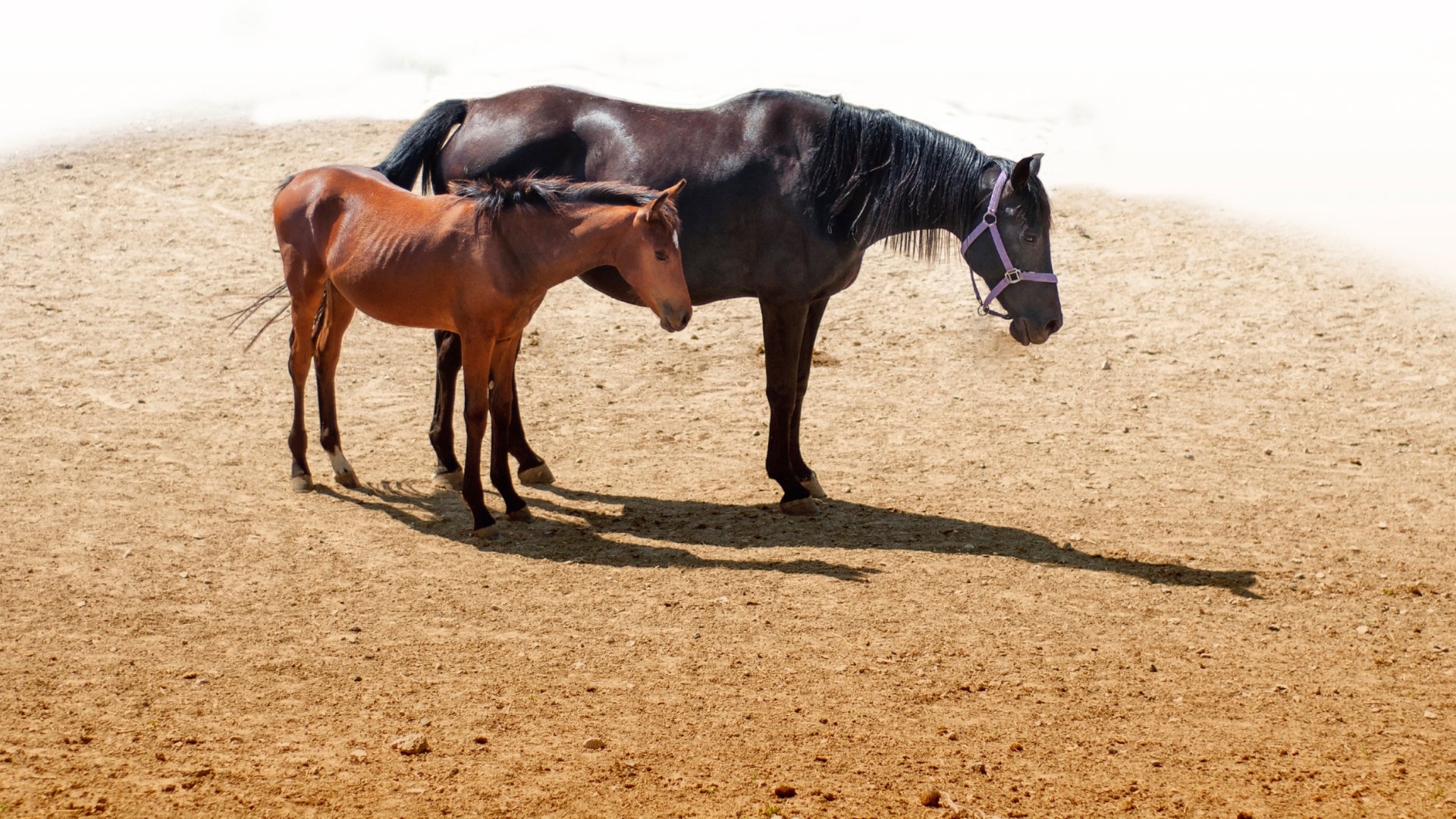 Horses Stand Up to Sleep but Lie Down Perchance to Dream | Scientific  American