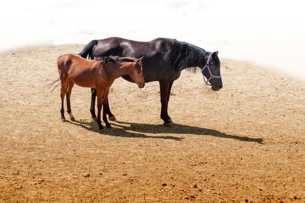 Two sleeping horses in the desert.