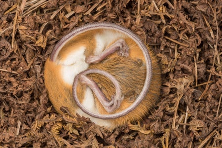 Cute mouse curled in perfect ball with tail on top