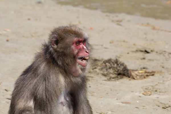 Profile view of a Japanese macaque.