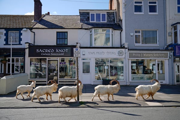 Mountain goats roam the streets of Wales