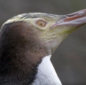 Yellow-eyed penguin