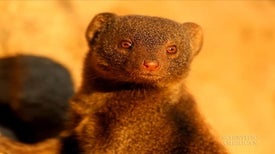 Dwarf Mongooses Struggle to Fit In and Dig In