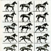 The Science of the Horse's Motion, 1878