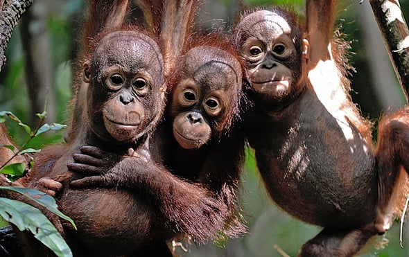 Orangutans Are Hanging On in the Same Palm Oil Plantations That Displace Them