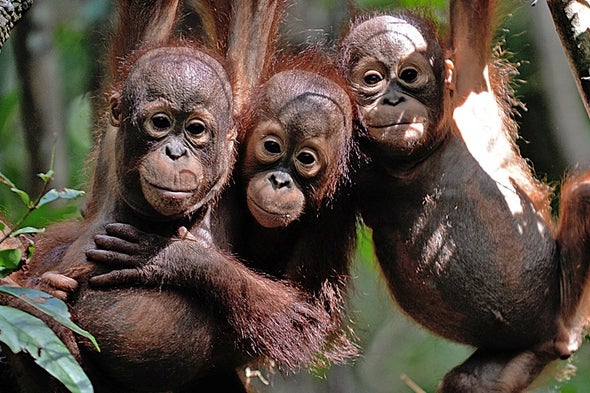 Orangutans Are Hanging On in the Same Palm Oil Plantations That Displace Them