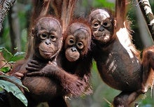 Orangutans Are Hanging On in the Same Palm Oil Plantations That Displace Them
