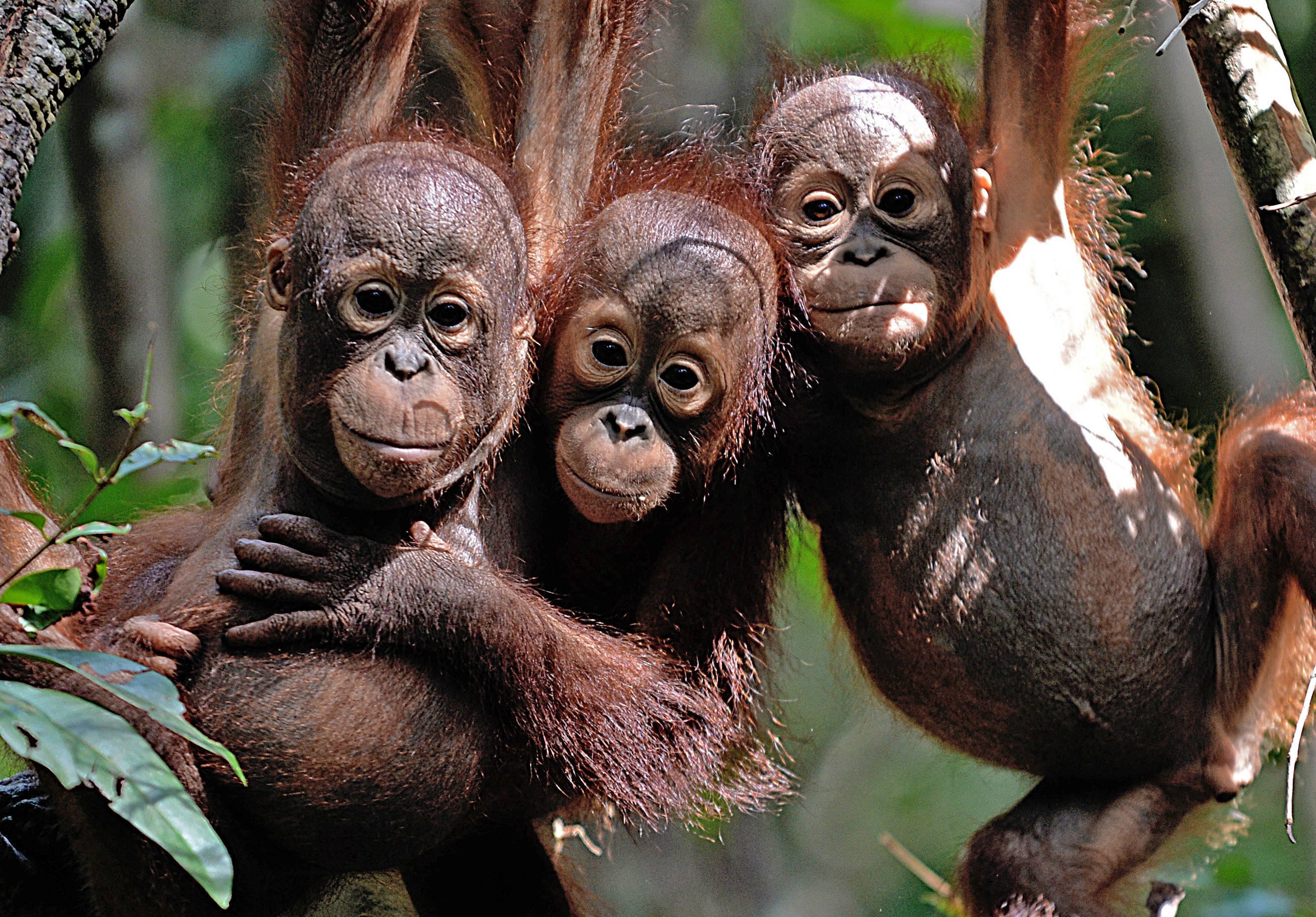 Orangutans Are Hanging On in the Same Palm Oil Plantations That Displace  Them - Scientific American