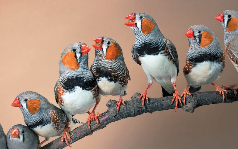 What Birds Really Listen for in Birdsong (It’s Not What You Think)