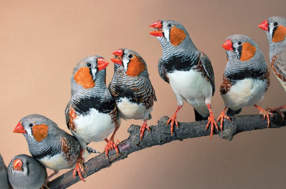 What Birds Really Listen for in Birdsong (It's Not What You Think)