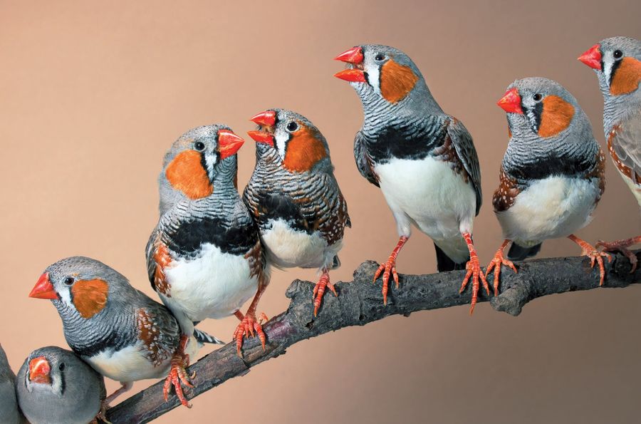 Listen Bird What Birds Really Listen for in Birdsong (It's Not What You Think ...