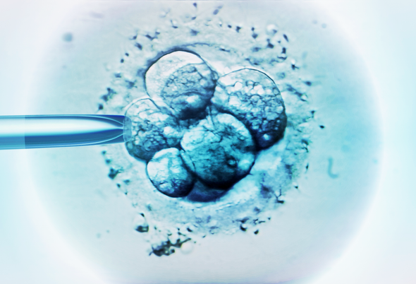 Japan Set to Allow Gene Editing in Human Embryos