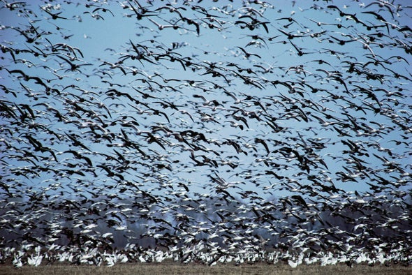 Animal Migrations Track with Wikipedia Searches
