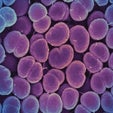 Gonorrhea May Soon Be Resistant to all Antibiotics