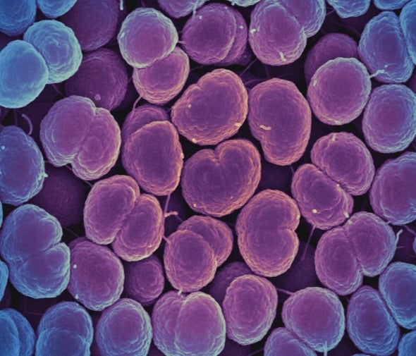Gonorrhea May Soon Be Resistant to all Antibiotics