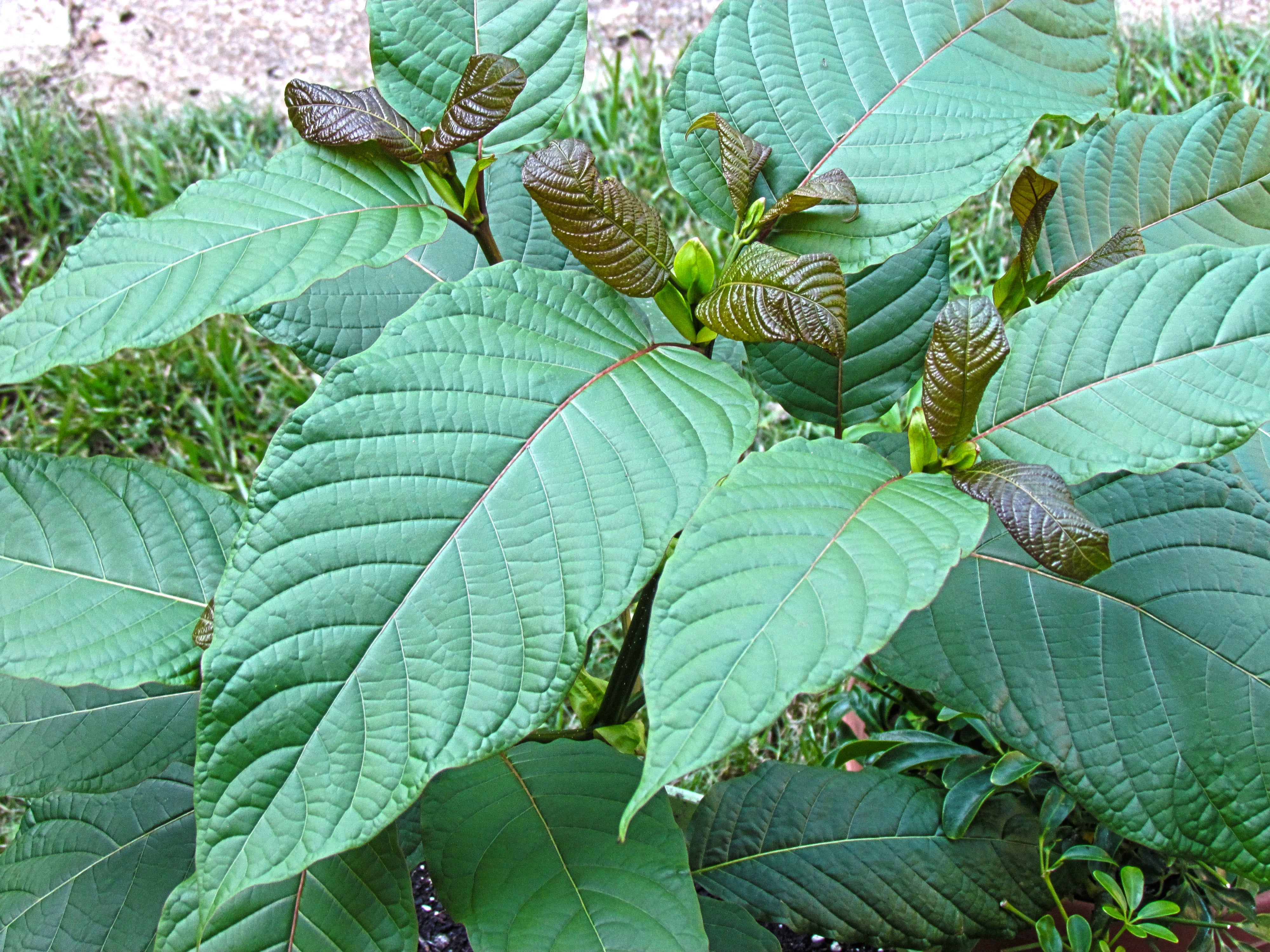 Recreational Drug Kratom Hits the Same Brain Receptors as Strong Opioids - Scientific American