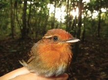 Birds' Eye Size Predicts Vulnerability to Habitat Loss