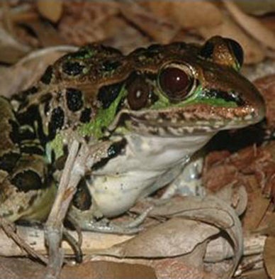 World without Frogs: Combined Threats May Croak Amphibians