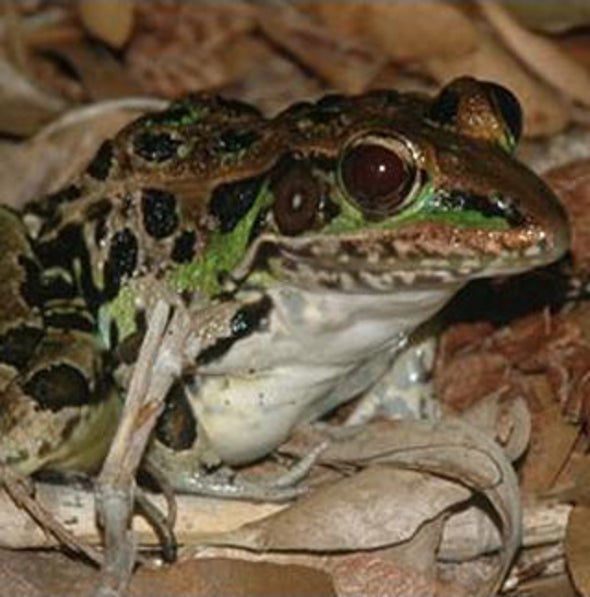 World without Frogs: Combined Threats May Croak Amphibians