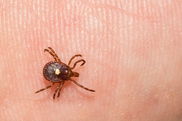 Red Meat Allergy Caused by Tick Bite Is Spreading--And Nearly Half of Doctors Don't Know about It