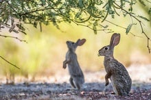 New Vaccine Could Save Rabbits from Fatal Disease