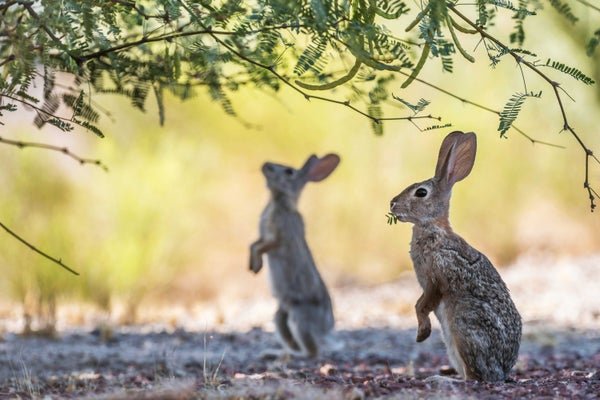Two rabbits feeding in the wild.