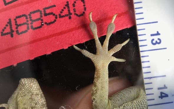 Hurricane is a Natural Selection Experiment