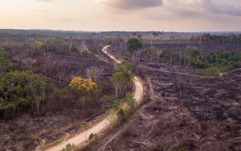 Des millions d’arbres ont été abattus en 2021, nuisant aux objectifs climatiques