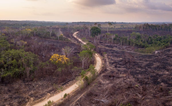 Dried, burnt trees and dirt road