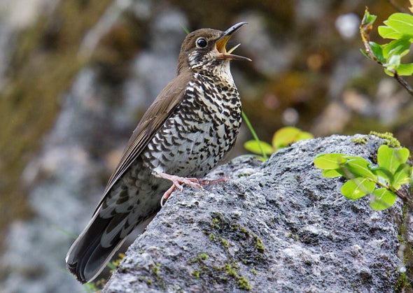 Sweet Song Gives Away New Bird Species