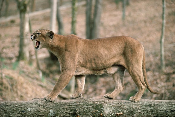 Cougar Calls Get Big Bear Reactions