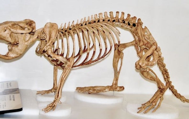 Why Giant Human-Sized Beavers Died Out 10,000 Years Ago - Scientific  American