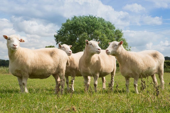 spry dolly siblings could make clone skeptics sheepish scientific