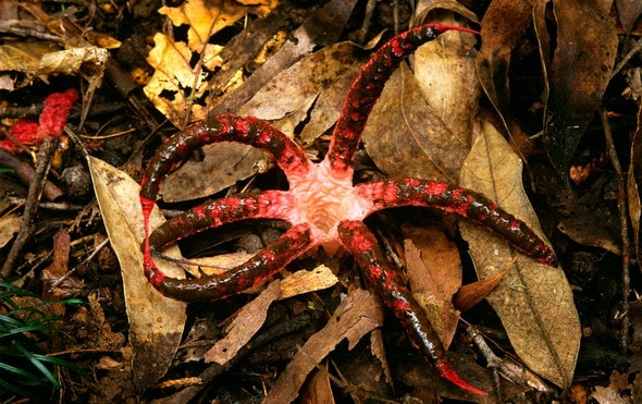 Stinkhorns,松露,Smuts:令人惊讶的多样性 - 可能下降 - 蘑菇和其他真菌
