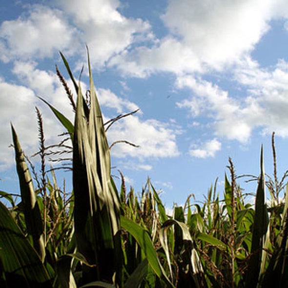 Nitrogen Fertilizer: Agricultural Breakthrough--And Environmental Bane