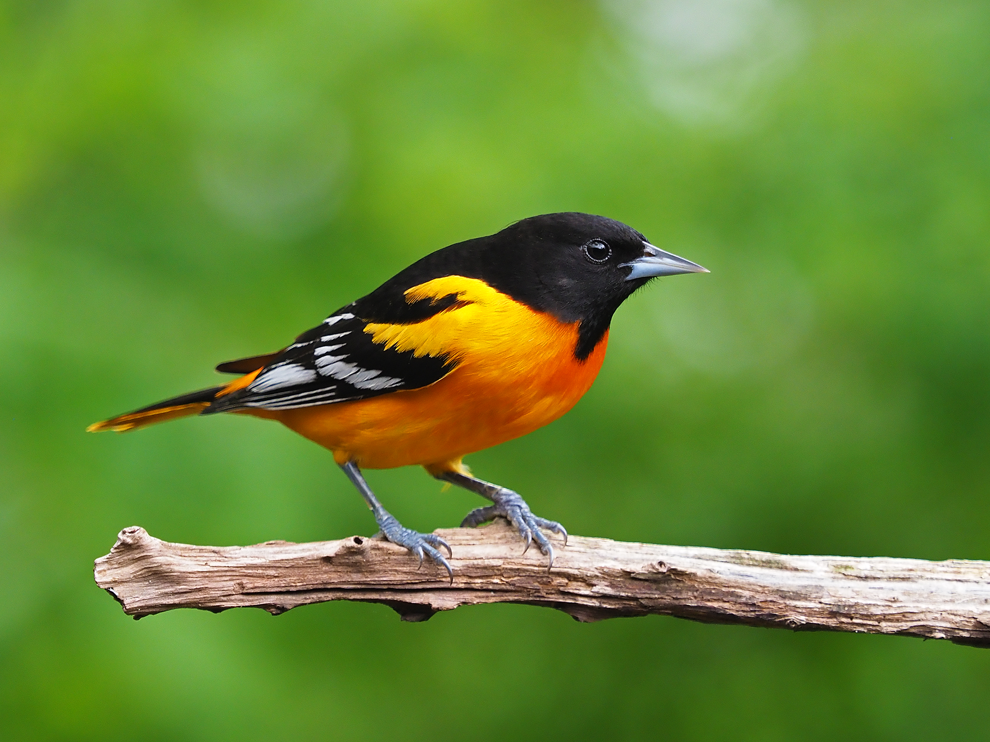 all about birds baltimore oriole