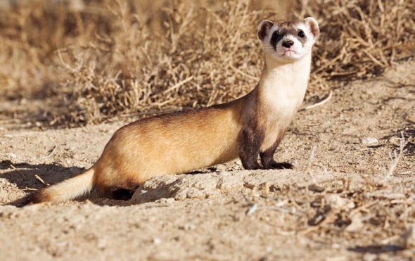 DeExtinction in Action Scientists Consider a Plan to
