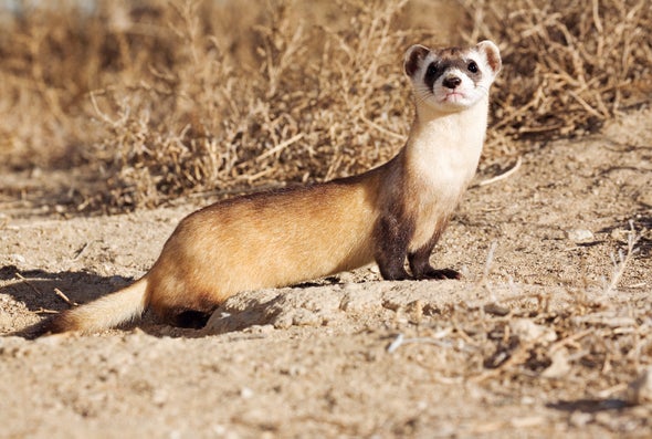 De-Extinction in Action: Scientists Consider a Plan to Reinject Long-Gone DNA into the Black-Footed Ferret Population